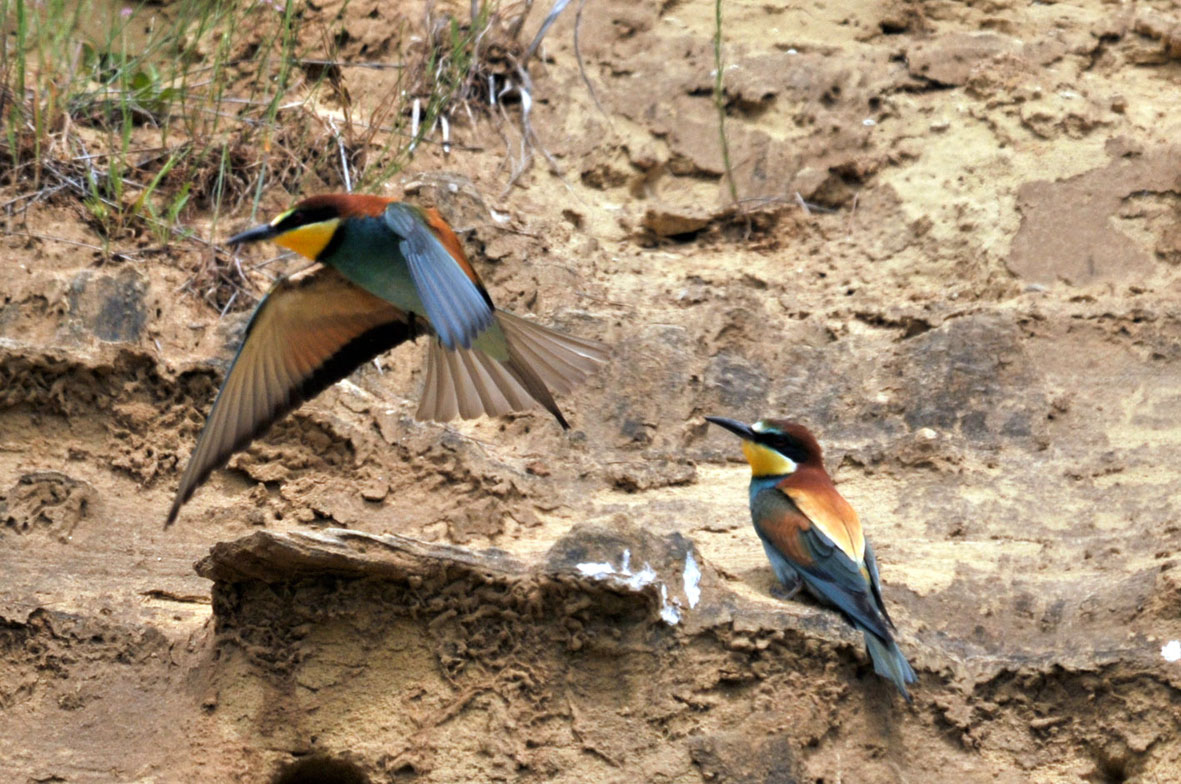 Merops Apiaster?