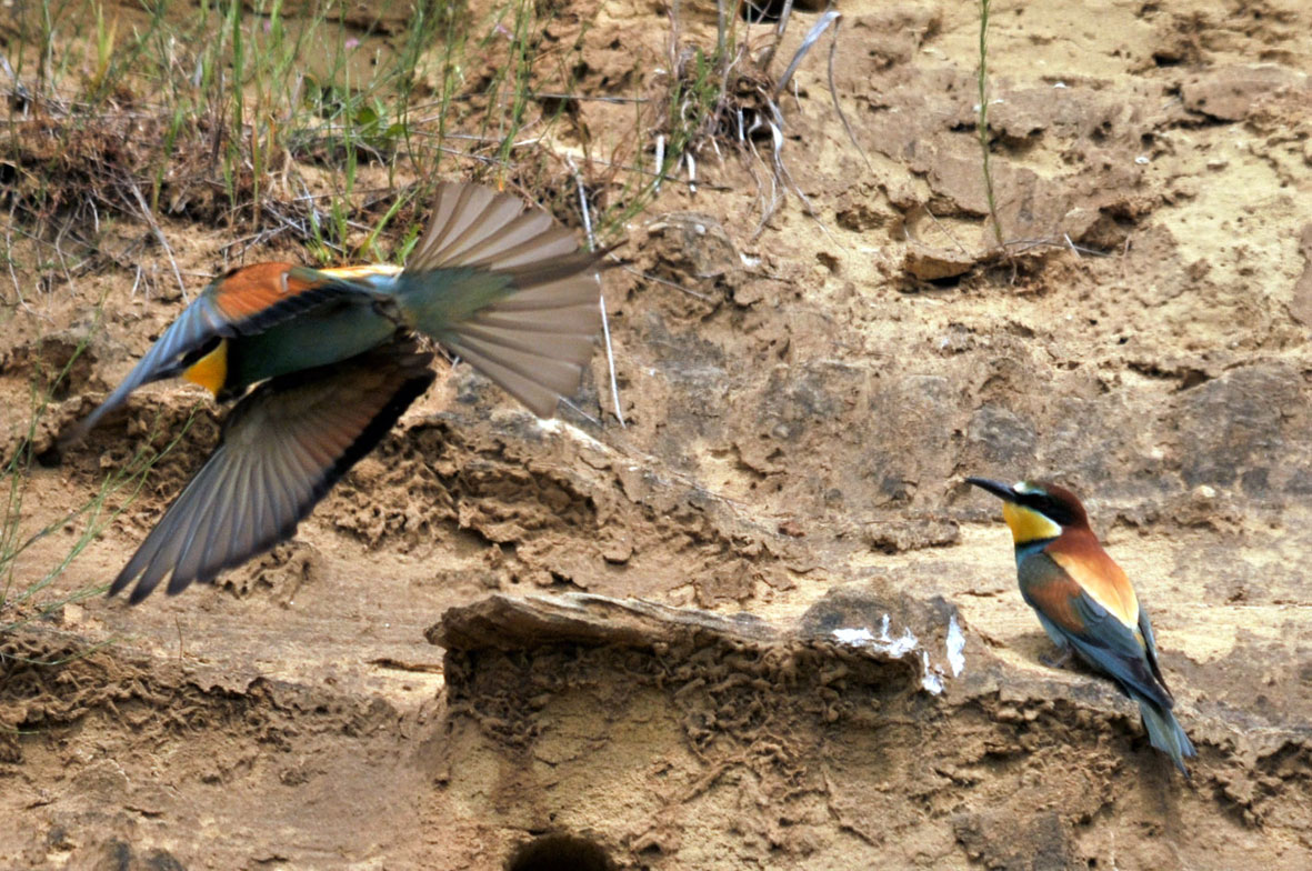 Merops Apiaster?