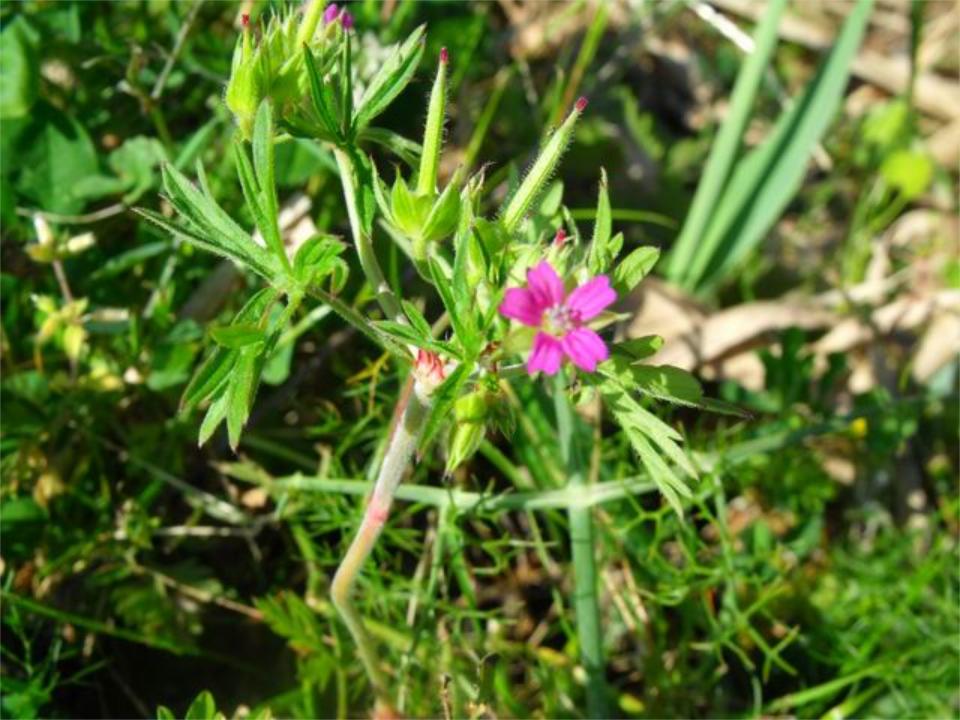 Geranium dissectum