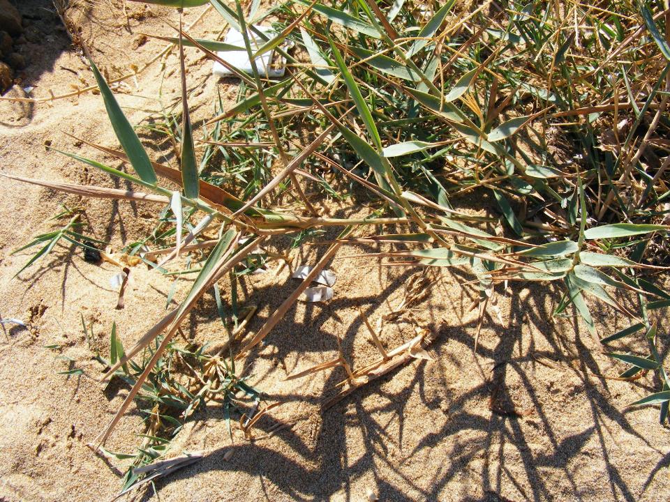 Arundo collina