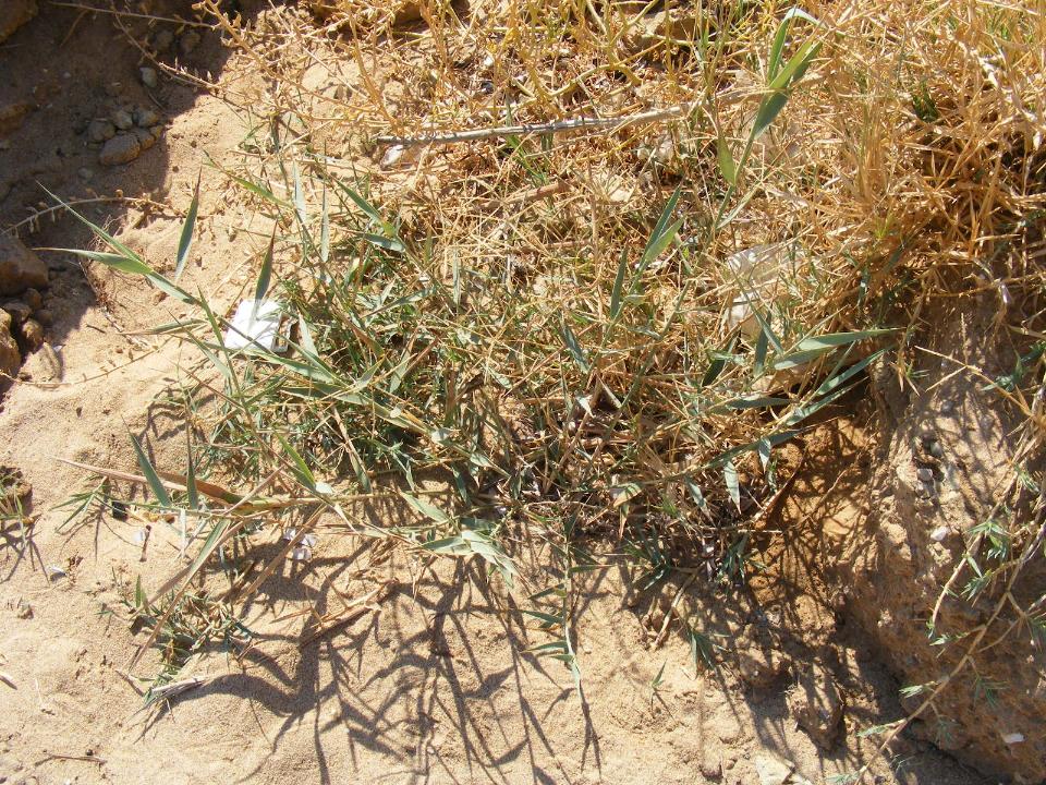 Arundo collina