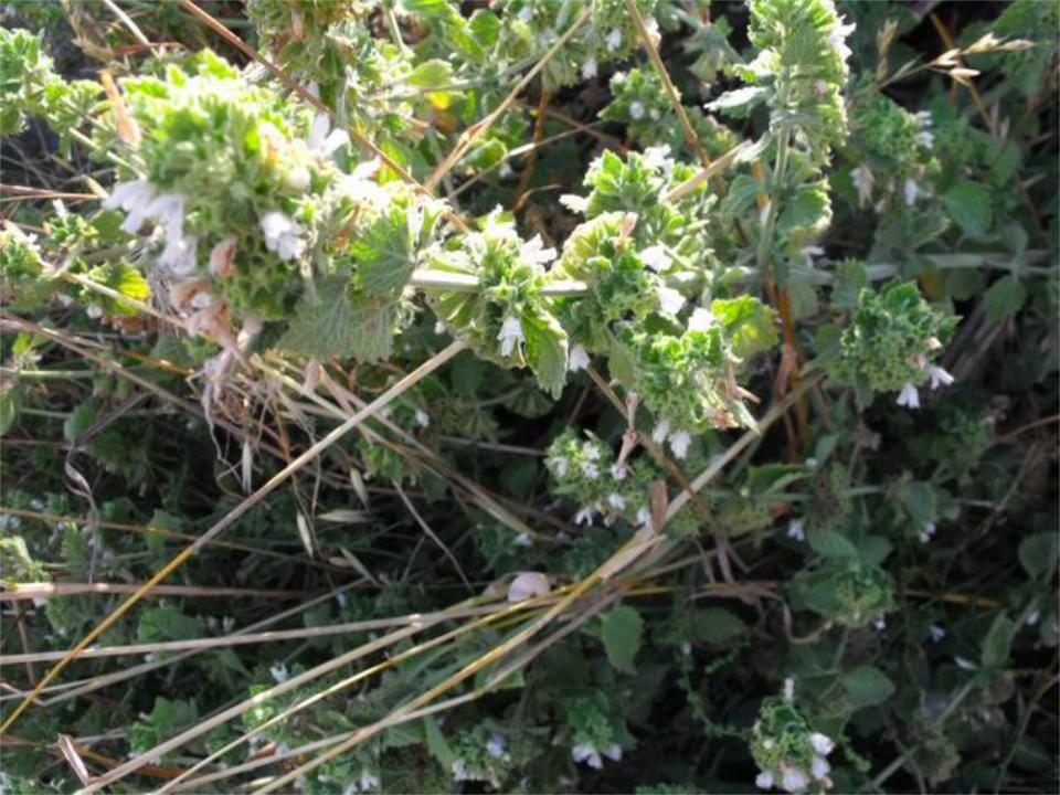 Marrubium da confermare - Ballota nigra