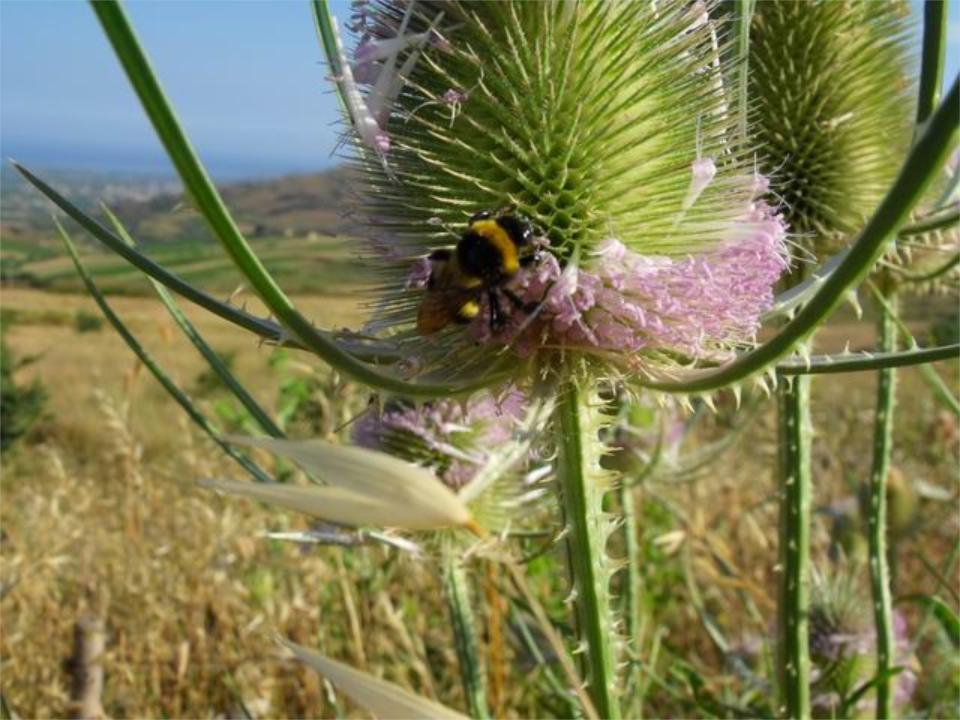 Bombus da identificare