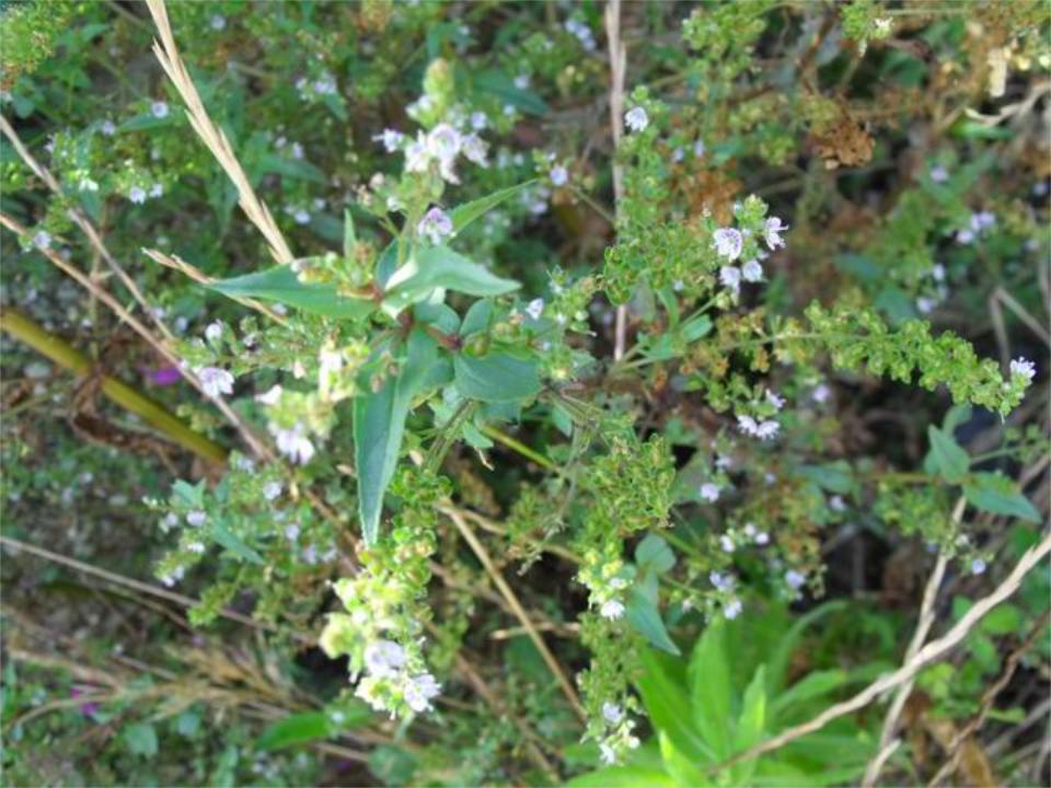 Veronica anagallis-aquatica