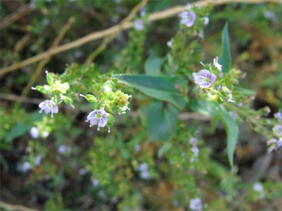 Veronica anagallis-aquatica