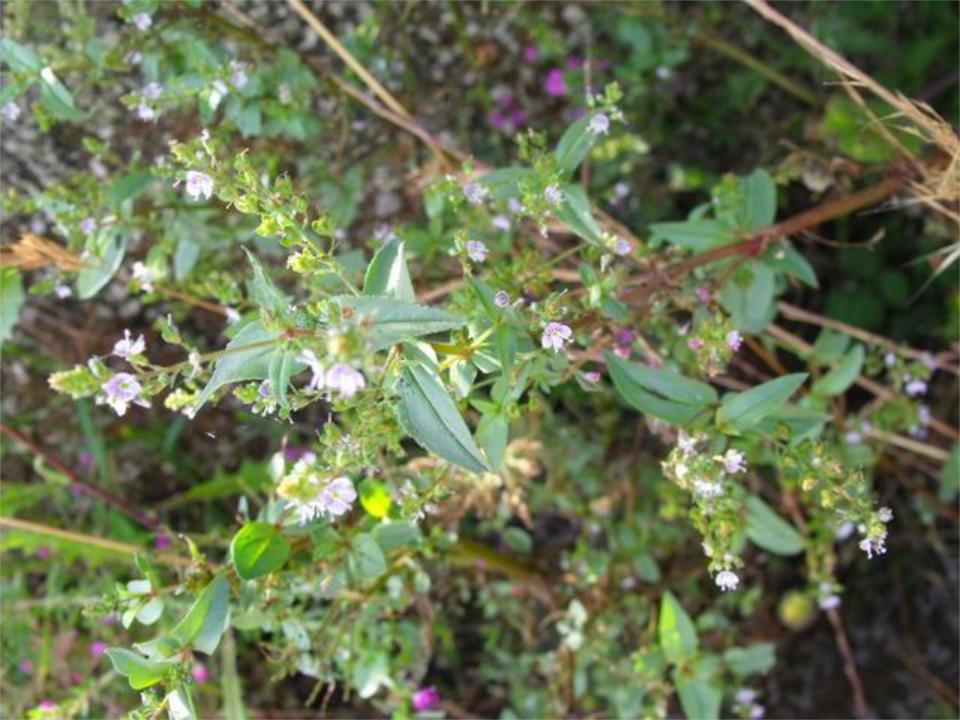 Veronica anagallis-aquatica