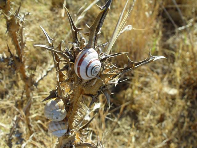 Babbaluceddi: Cernuella (Cernuella) virgata