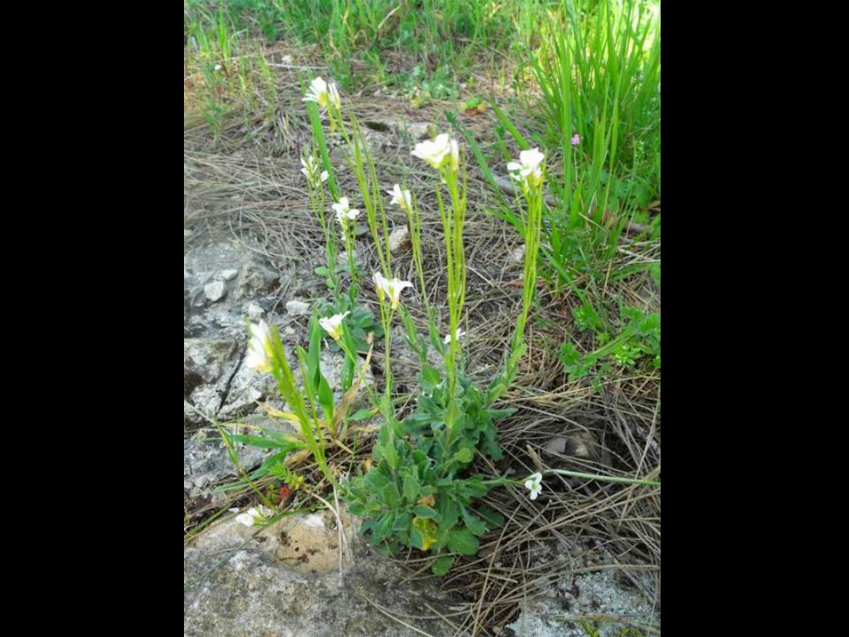 Arabis collina