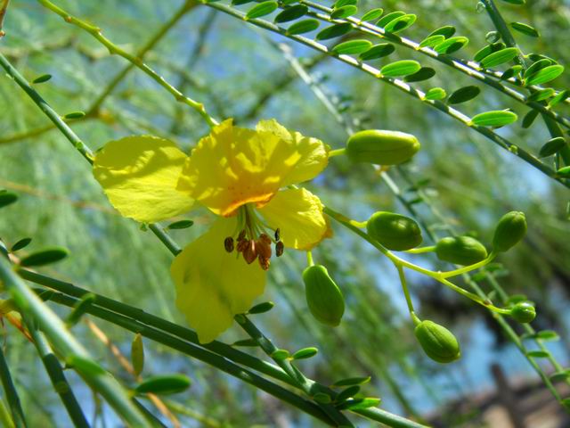 Parkinsonia aculeata