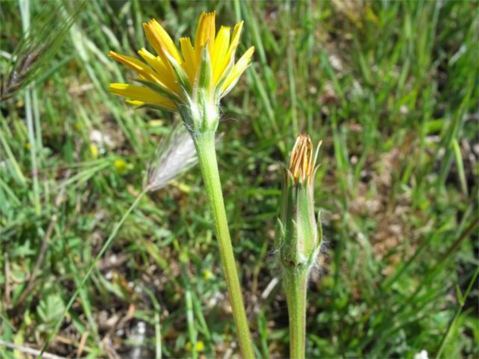 Scorzonera villosa / Scorzonera spinulosa