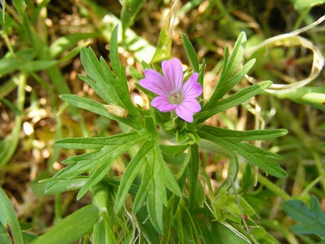 Geranium dissectum