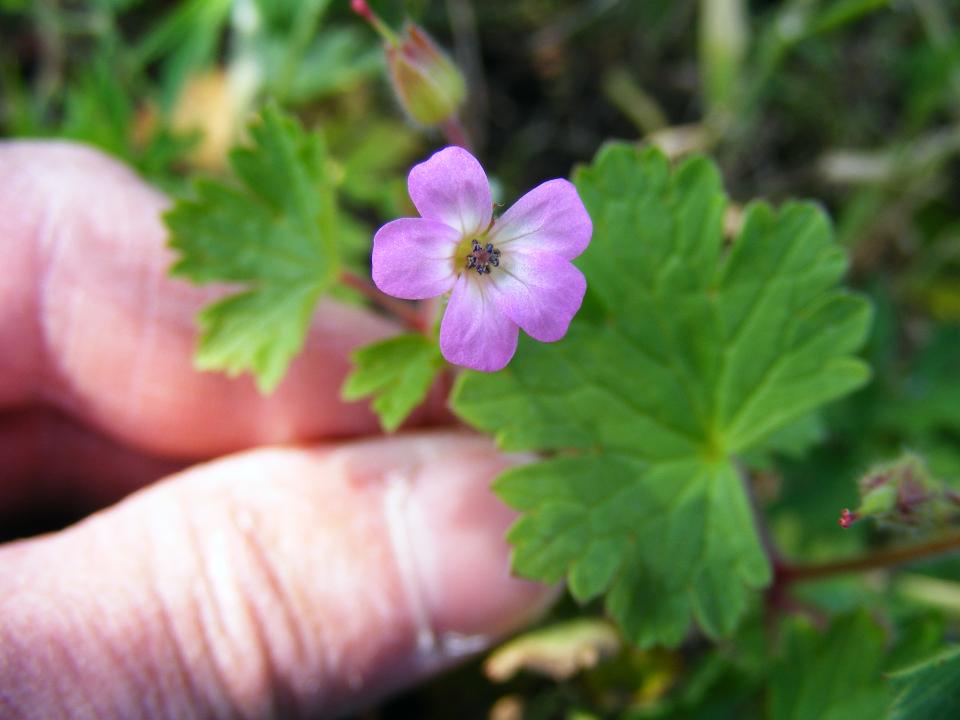 Geranium rotundifolium