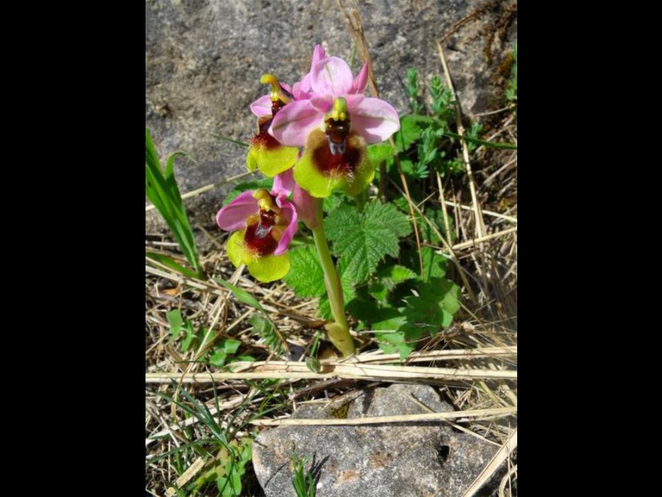 Ophrys tenthredinifera