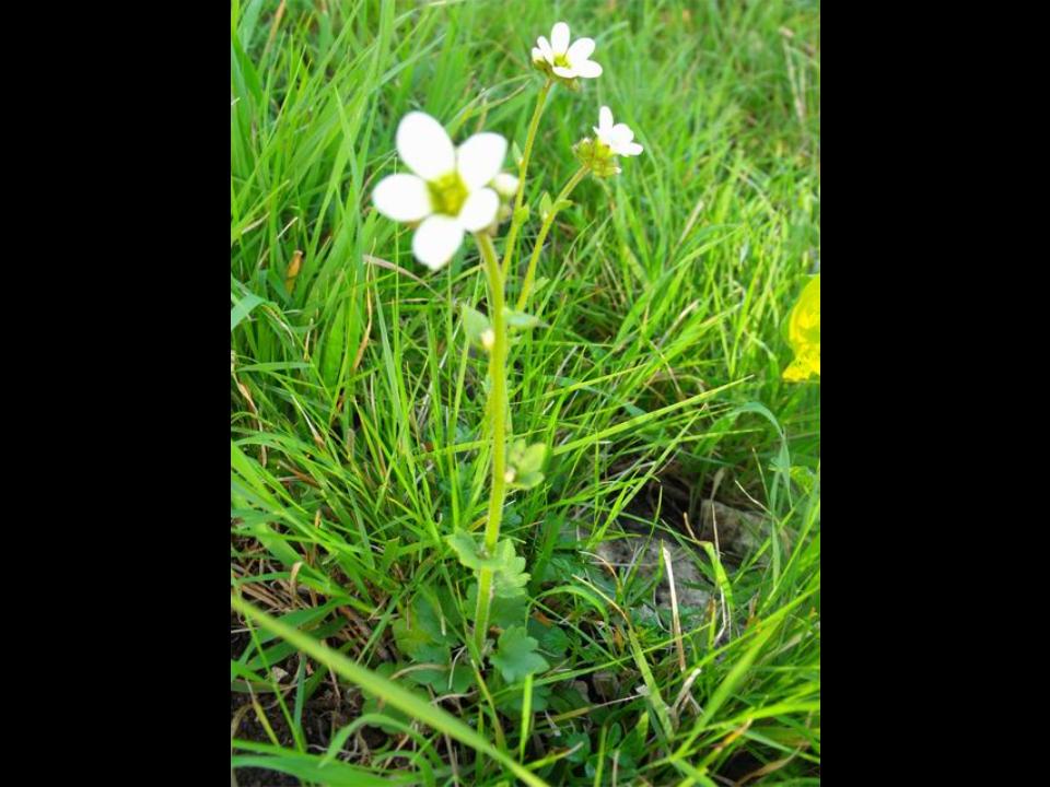 Saxifraga bulbifera