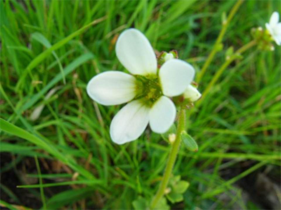 Saxifraga bulbifera