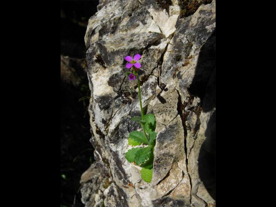 Arabis verna