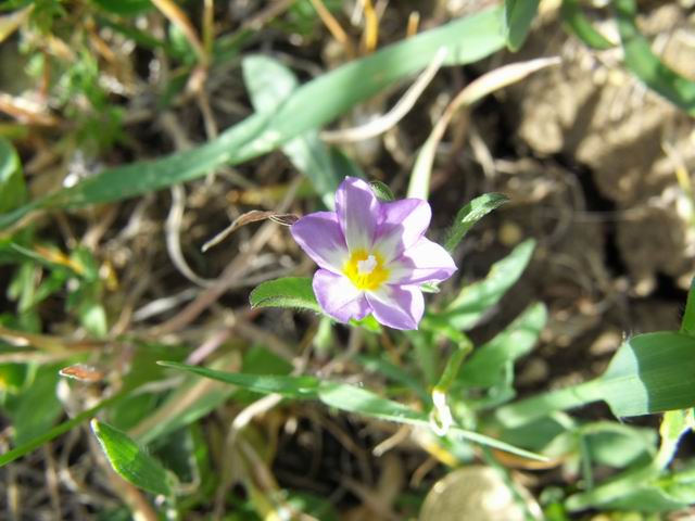 Convolvulus pentapetaloides / Vilucchio a cinque petali