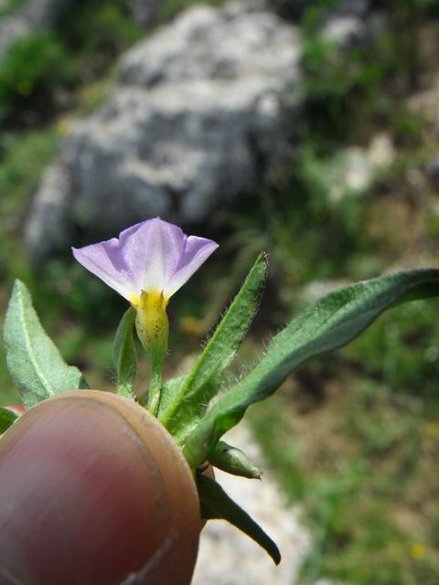 Convolvulus pentapetaloides / Vilucchio a cinque petali