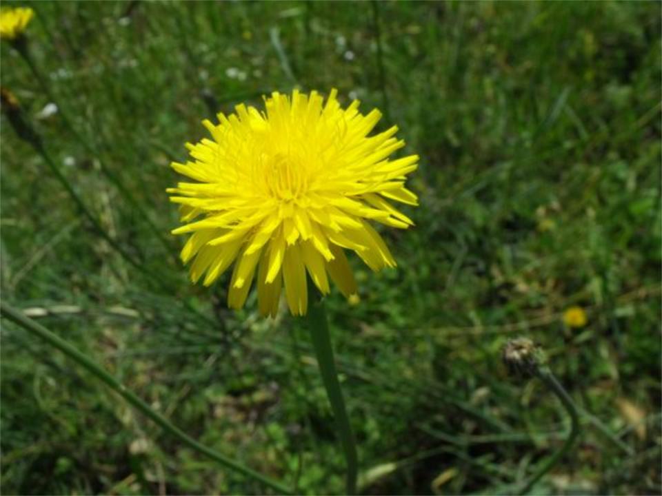 Hypochaeris radicata