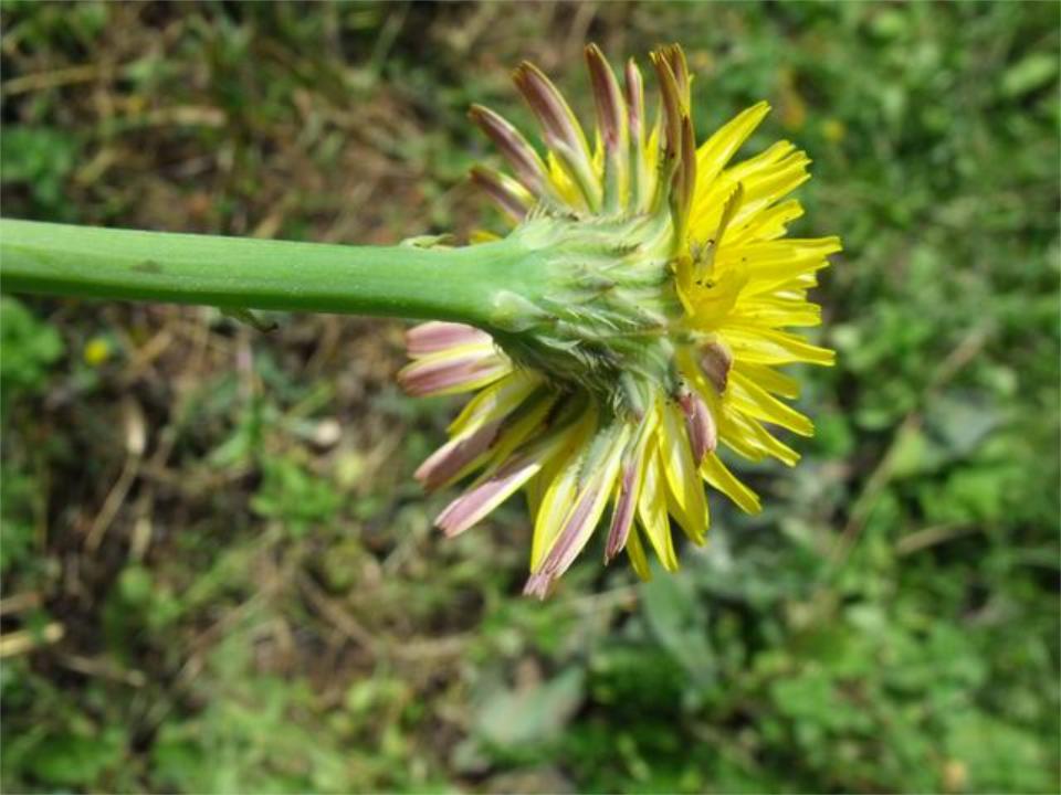 Hypochaeris radicata