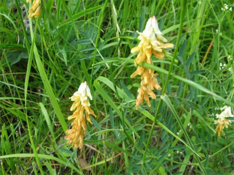 Vicia ochroleuca / Veccia biancastra