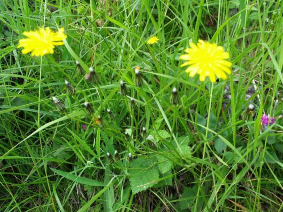 Crepis vesicaria?