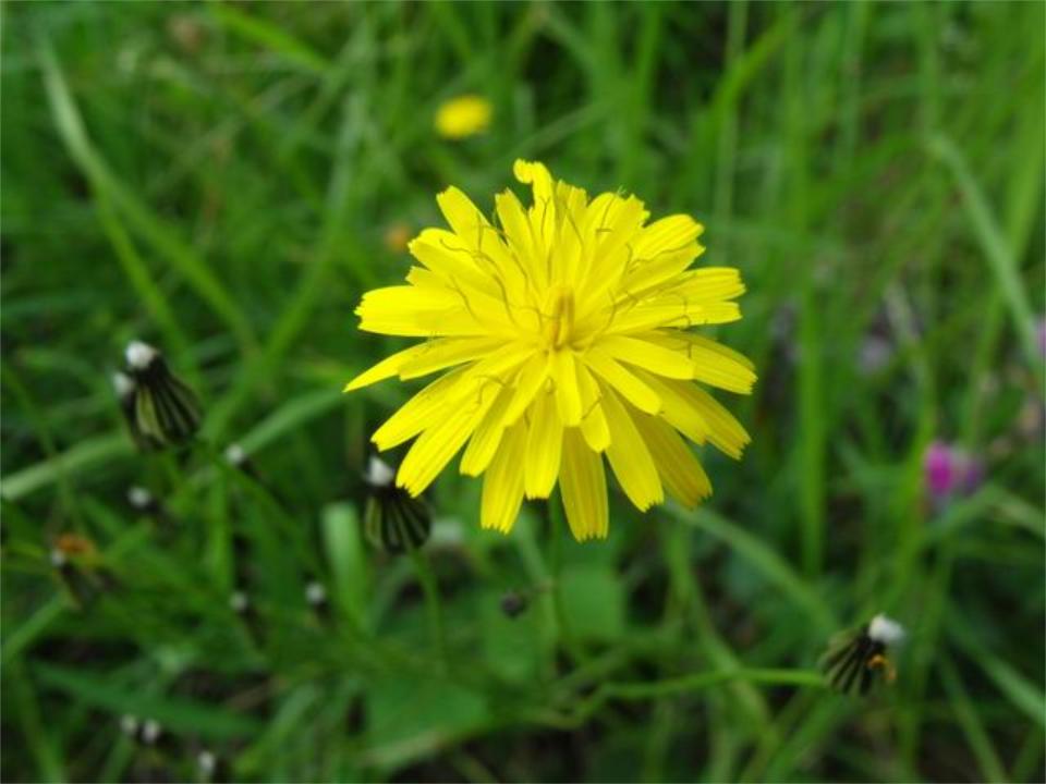 Crepis vesicaria?