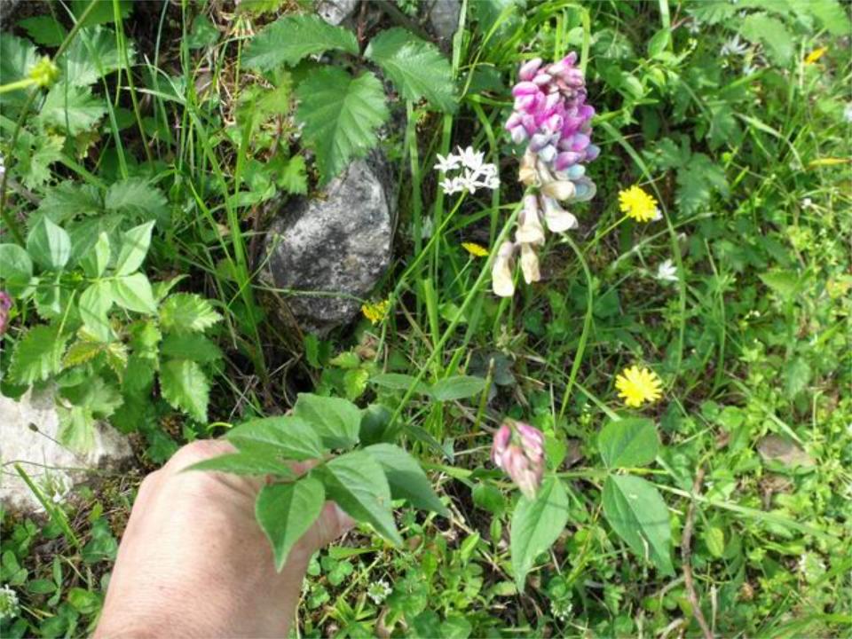 Lathyrus venetus