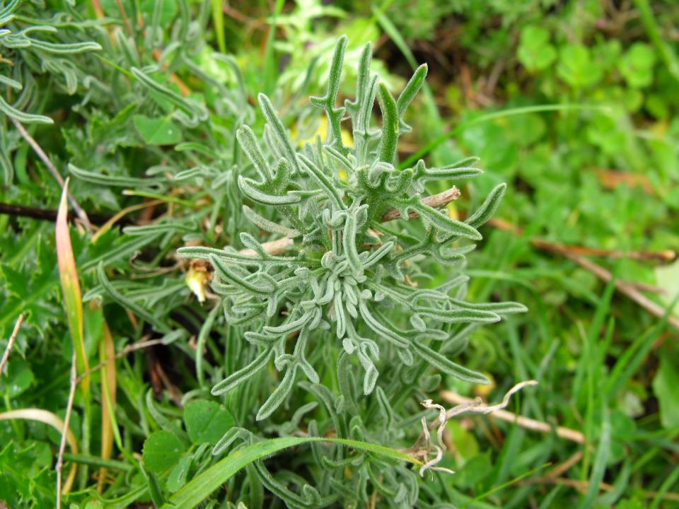 Matthiola