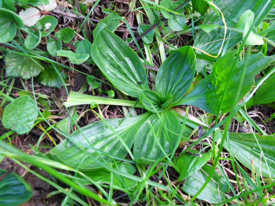 Plantago major