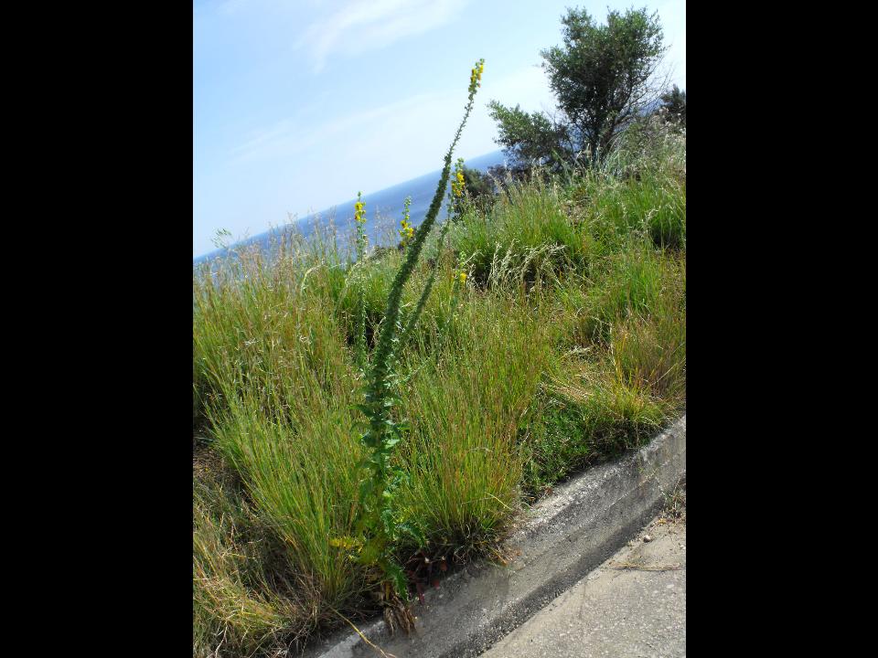 Verbascum creticum / Verbasco del Patriarca