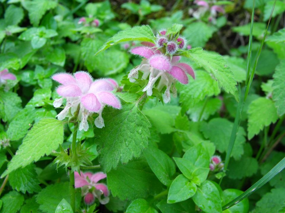 determinazione pianta - Lamium pubescens