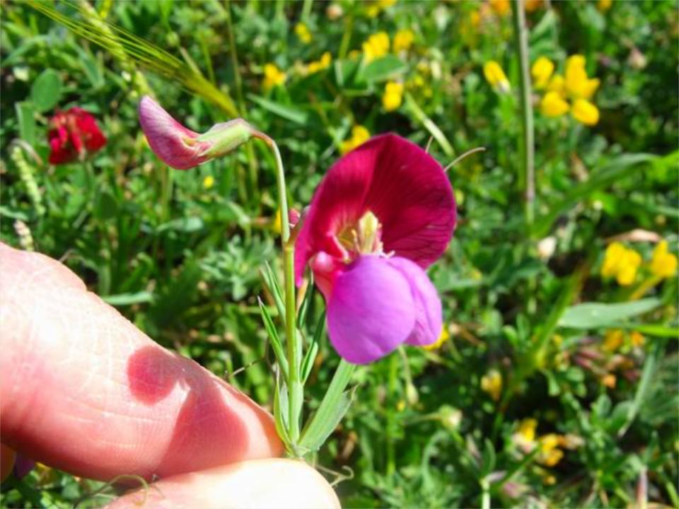 Lathyrus clymenum