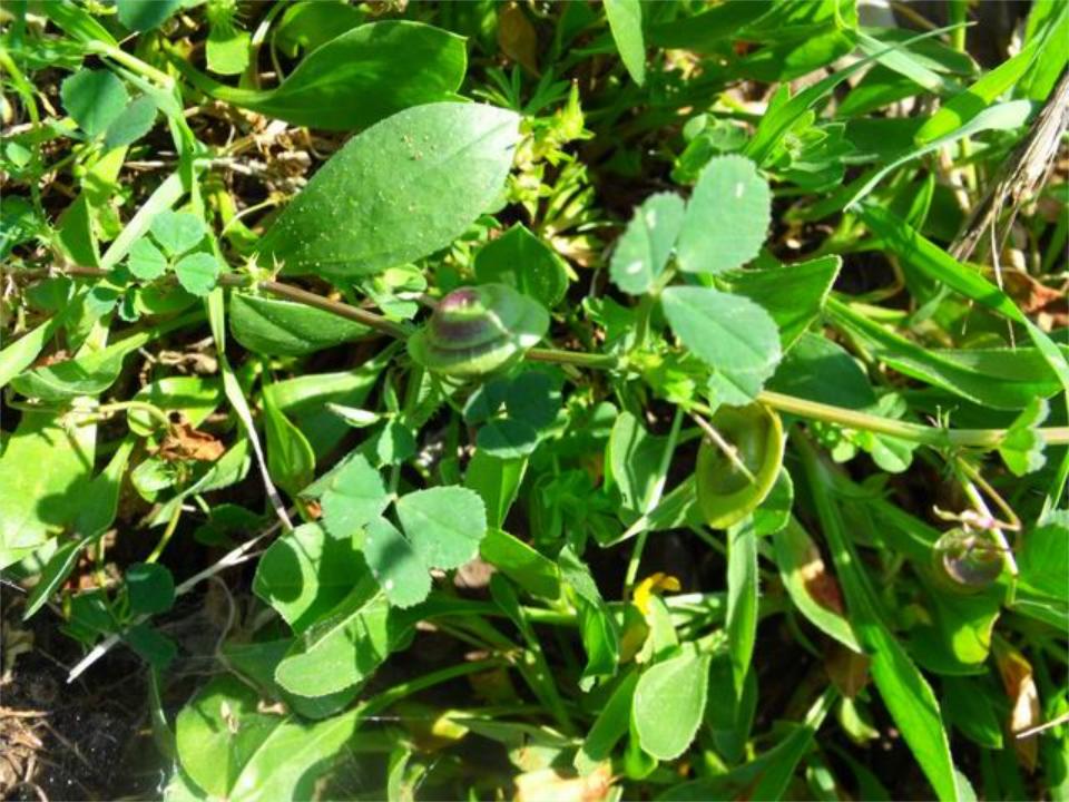 Medicago orbicularis