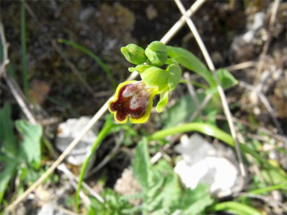 ophrys archimedea