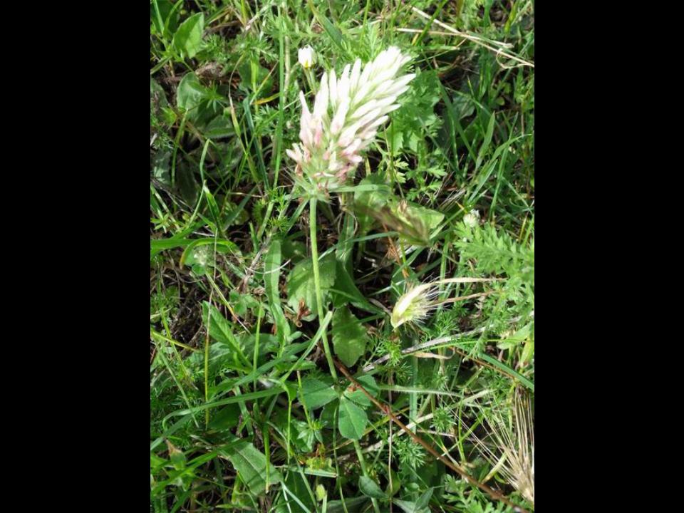 Trifolium incarnatum L. subsp. molinerii (Balb. ex Hornem.)