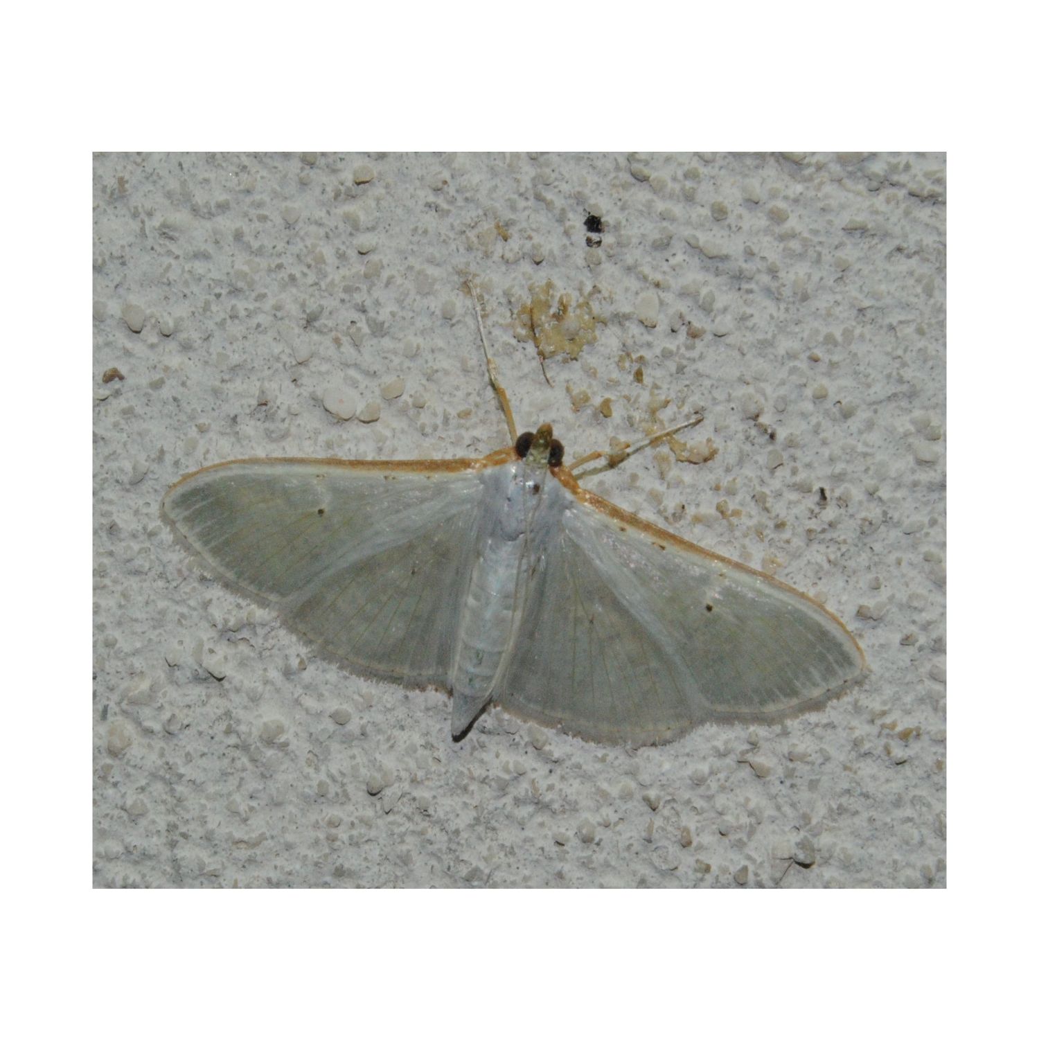 Da identificare - Palpita vitrealis