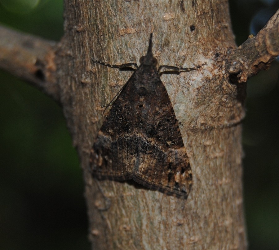 ID - Hypena sp. ?  Hypena (Hypena) obsitalis - Erebidae