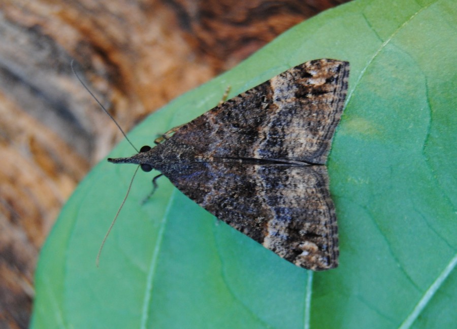 ID - Hypena sp. ?  Hypena (Hypena) obsitalis - Erebidae