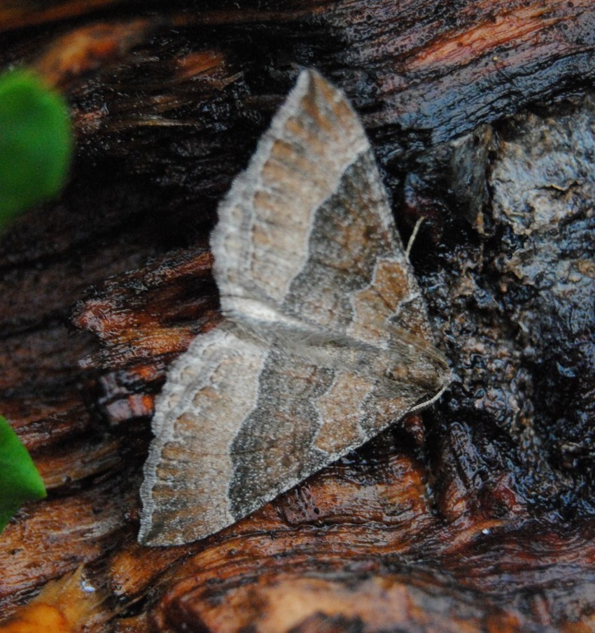 ID : Larentia clavaria