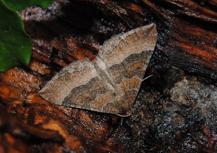 ID : Larentia clavaria