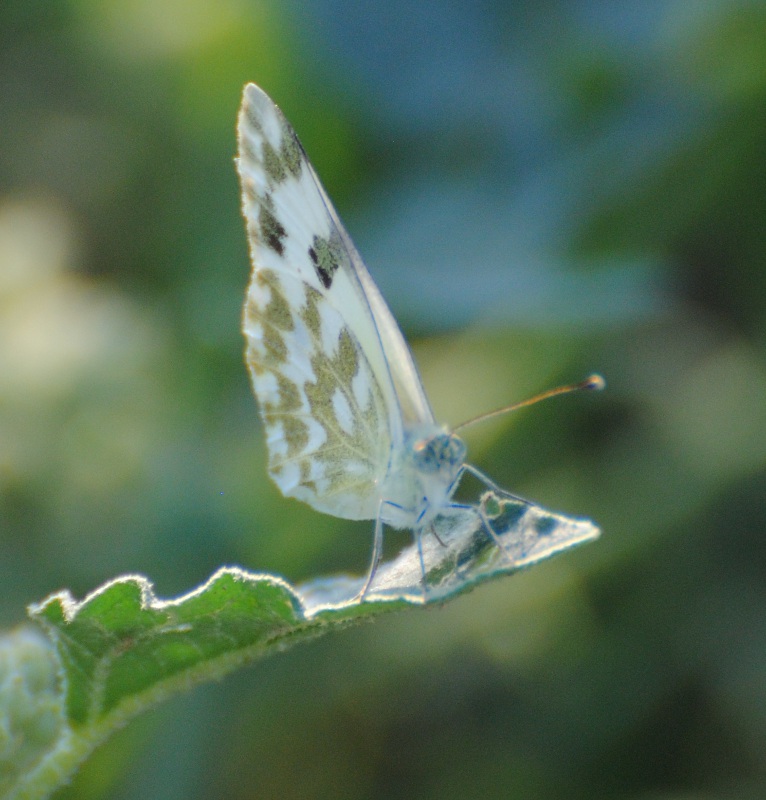 Ident. Pieridae