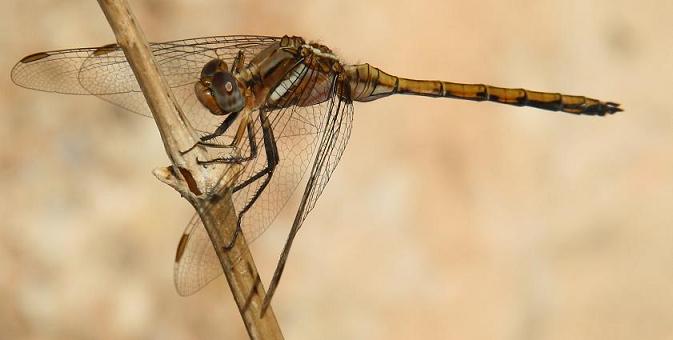 esta female que es?, - Orthetrum chrysostigma (imm.)