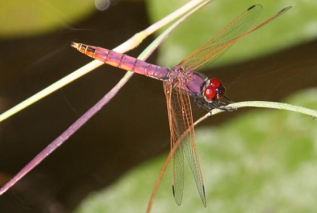 trithemis annulata ?