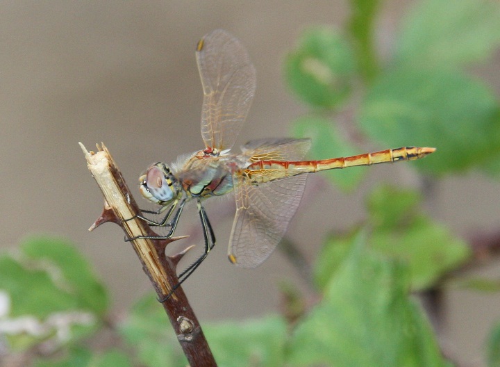 sympetrum ? - Sympetrum fonscolombii