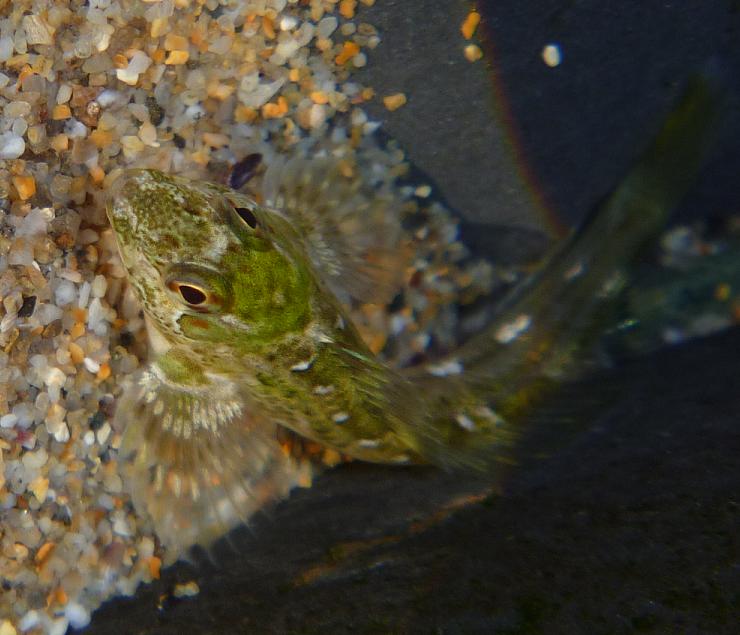 Lipophrys pholis (dal Nord della Spagna)