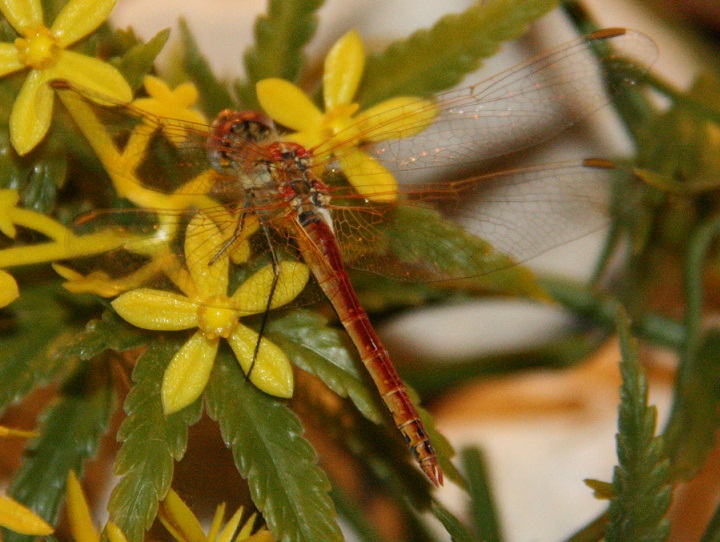 a identificare - Sympetrum fonscolombii (maschio)