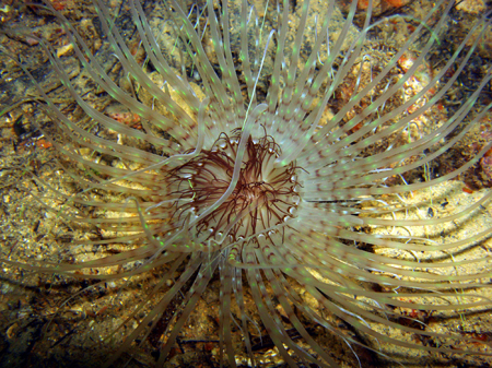 Pachycerianthus solitarius (varianti di colore)