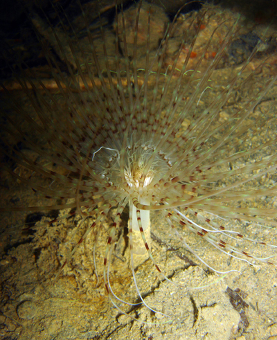 Pachycerianthus solitarius (varianti di colore)