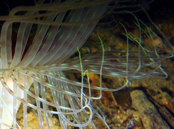 Pachycerianthus solitarius (varianti di colore)